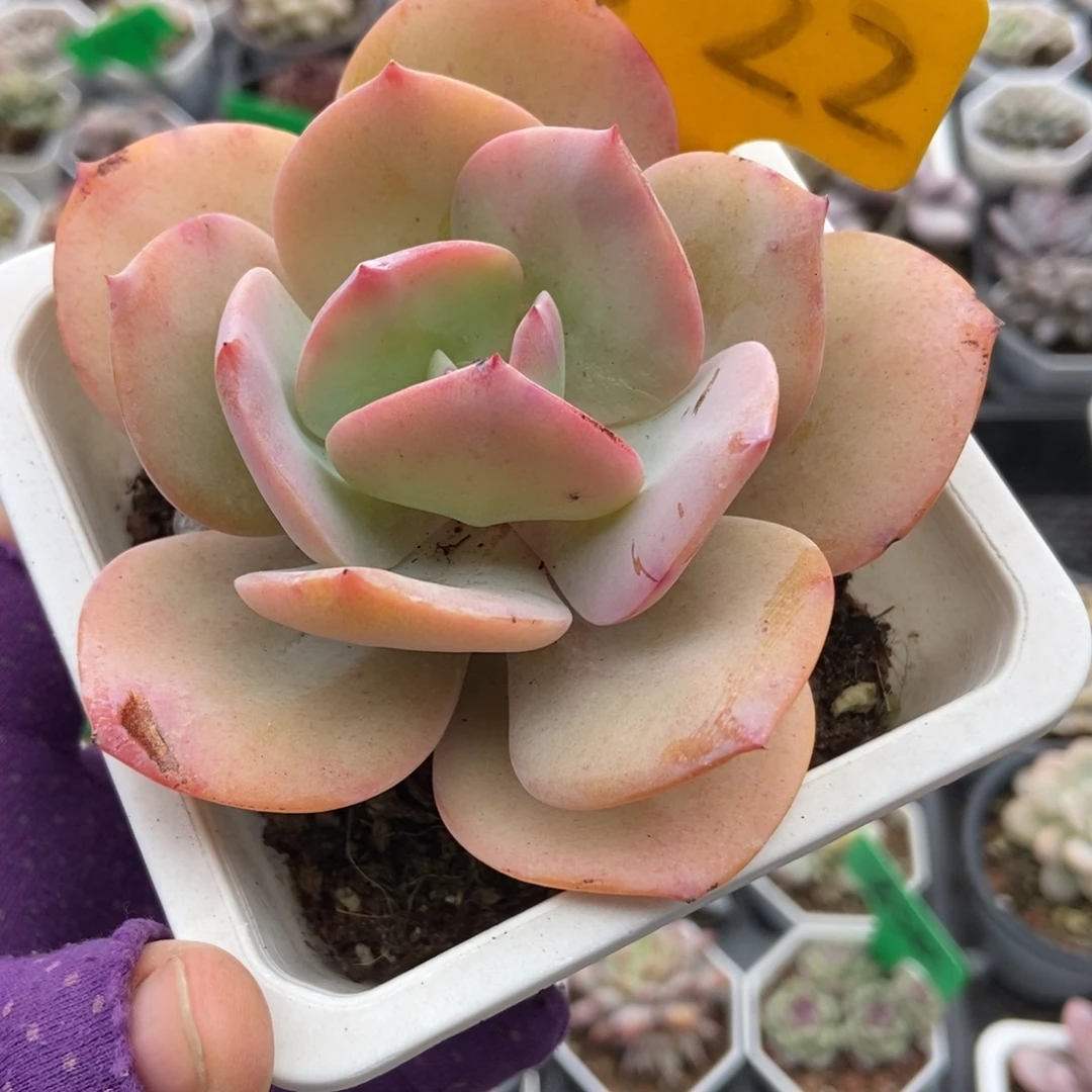 522白凤多肉植物多肉