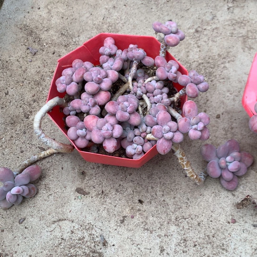 桃蛋老桩有蹭头不带盆91号