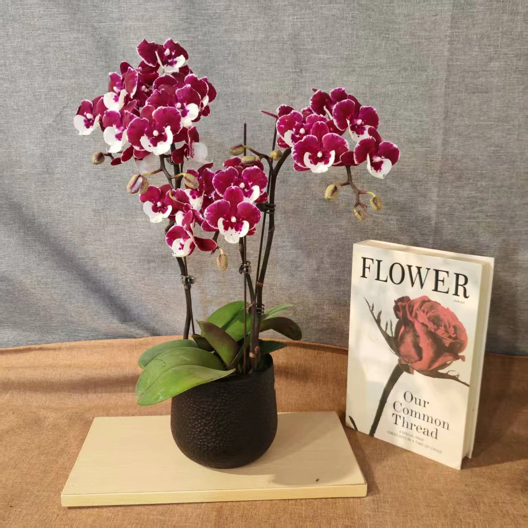 鲜花【圣诞老人】蝴蝶兰室内种植观赏送礼带花发货