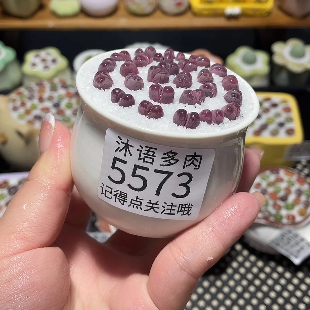 带盆土植物 一物一拍5573