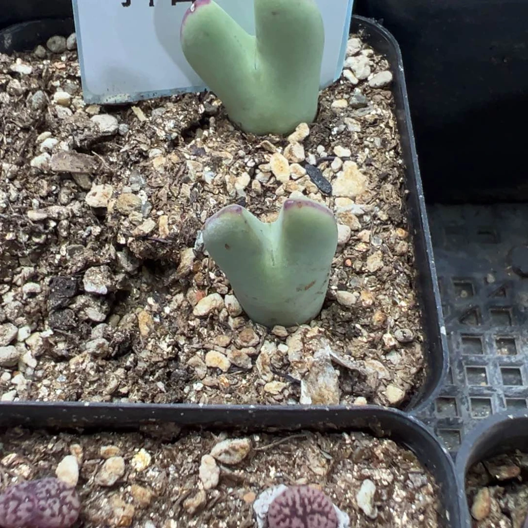 3-54肉锥多肉植物，