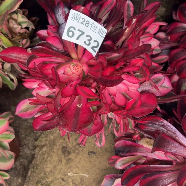 6732南粉多肉植物