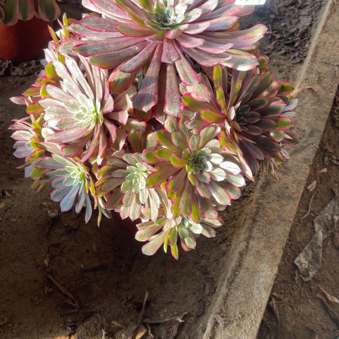 12-26-25紫霞仙子法师锦