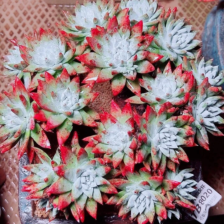 8020刘丹苹果叶仙女杯多肉瑕疵