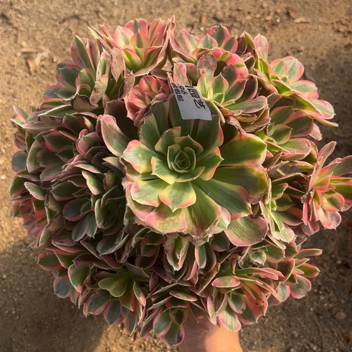 妖月大手捧多肉植物396