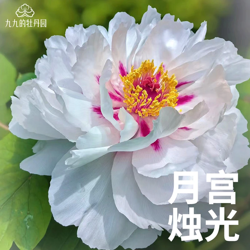 月宫烛光-重瓣大花牡丹花苗盆栽正宗洛阳牡丹大苗室内阳台庭院