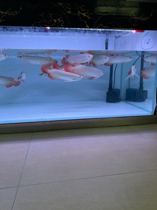 随机发货不挑选 涵灵柔品牌福利 全品纯血统红龙鱼