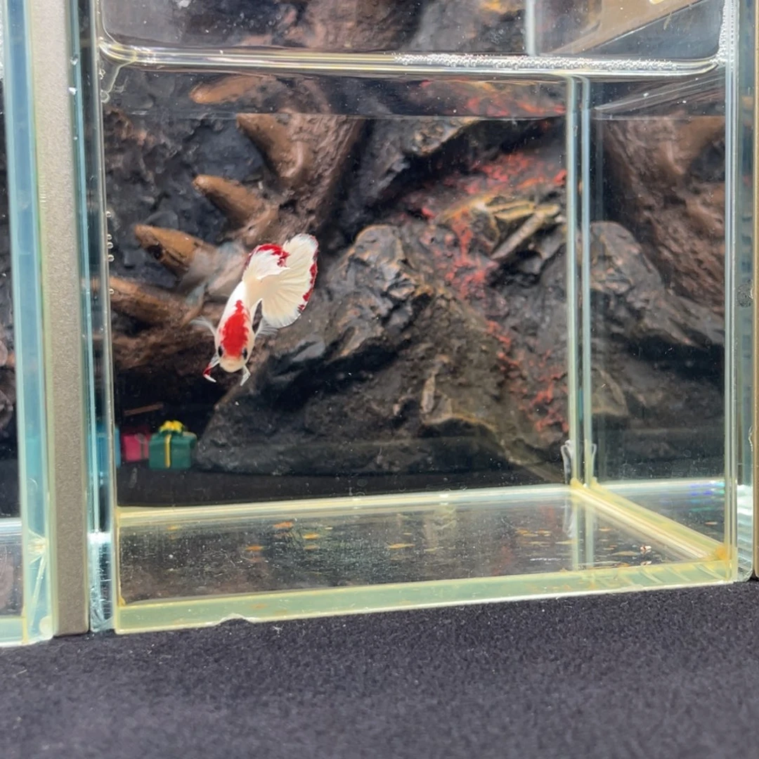 斗鱼十二月二十八日竞价