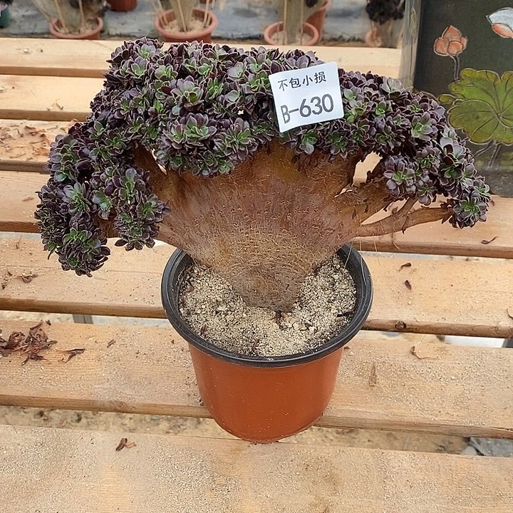 630 欧紫缀宽28 公分