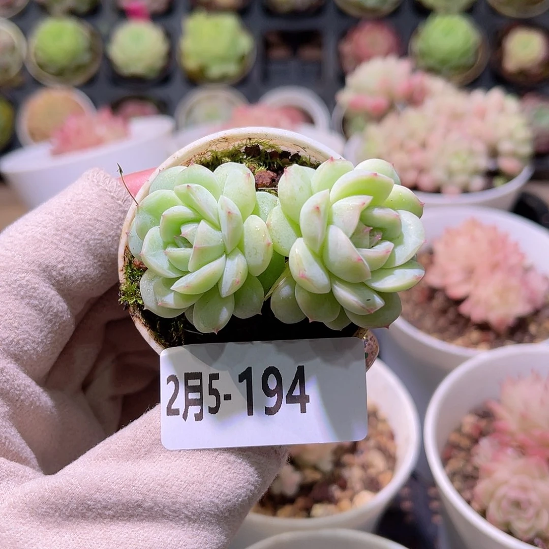 花利美5-194新品