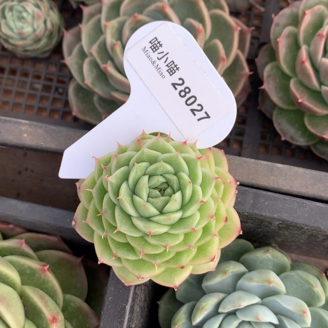 白*子多肉植物麦秆珍妮