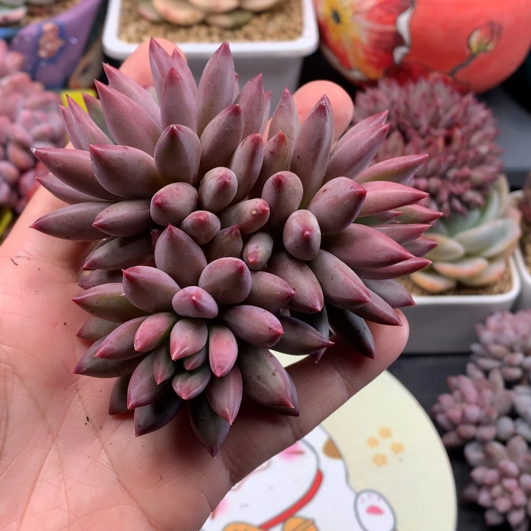 我们家的小仙女们