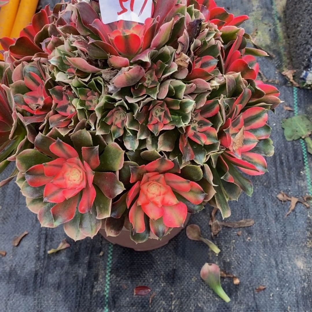 豆****发517多肉法师植物香妃