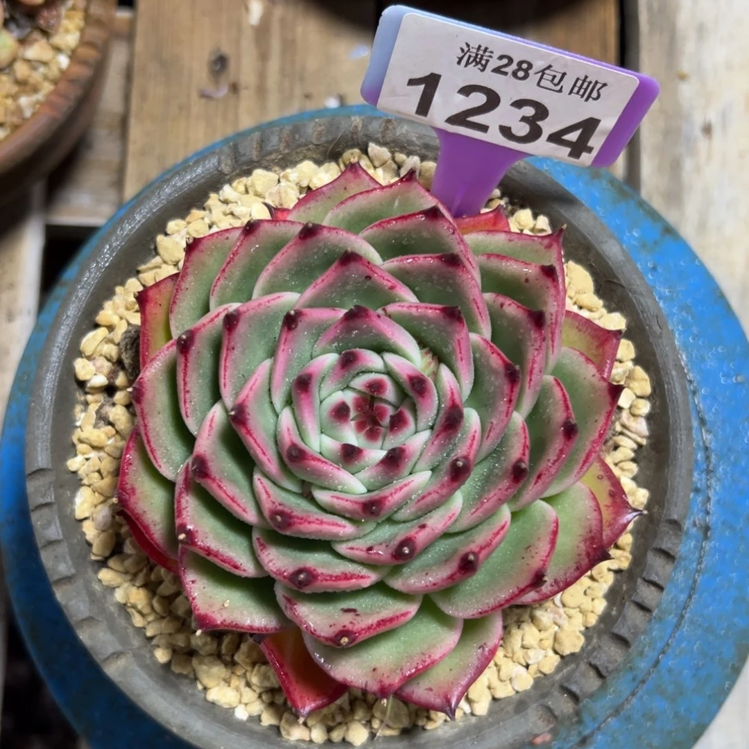 1234蓝龙，冠服10公分