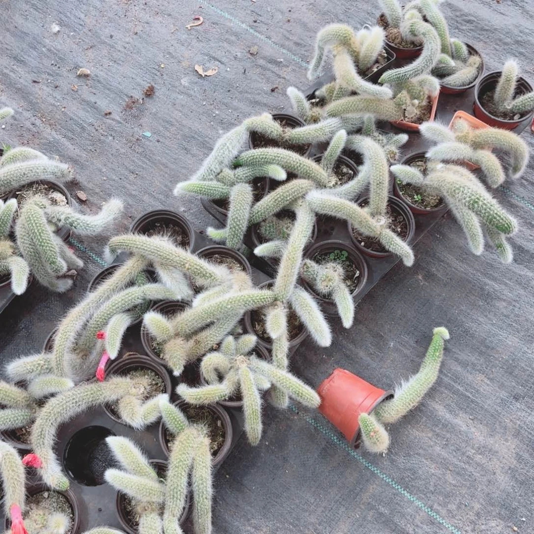 九尾狐十颗包邮包邮包邮