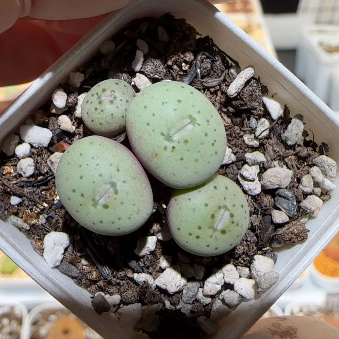 肉锥多肉植物百科3-有疤59