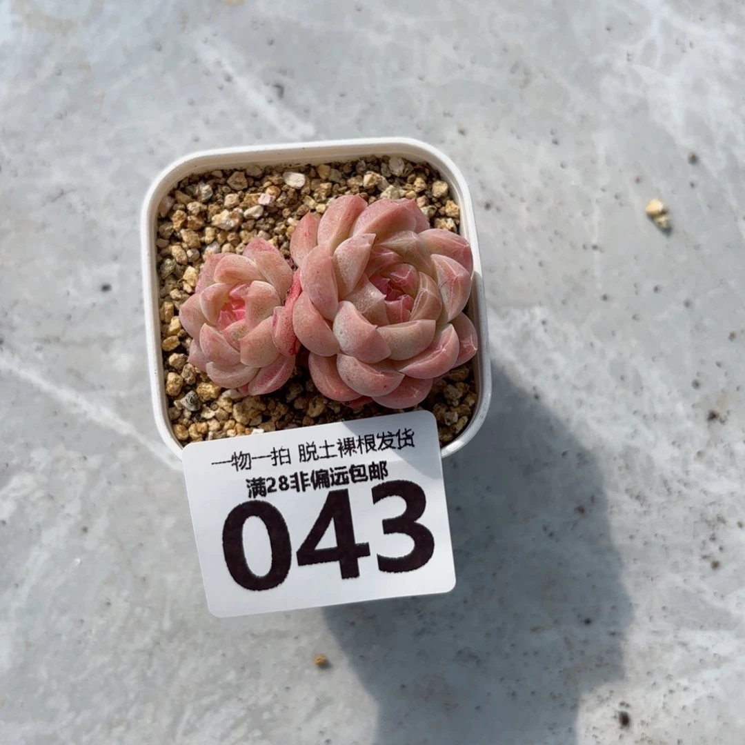 桔子糖无盆土发货