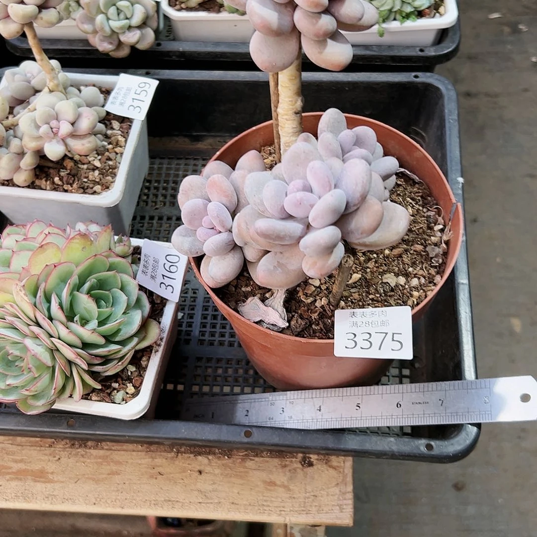 9号七**望我们的确是一3375