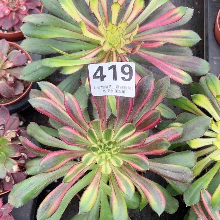 419多肉植物彩虹量拍