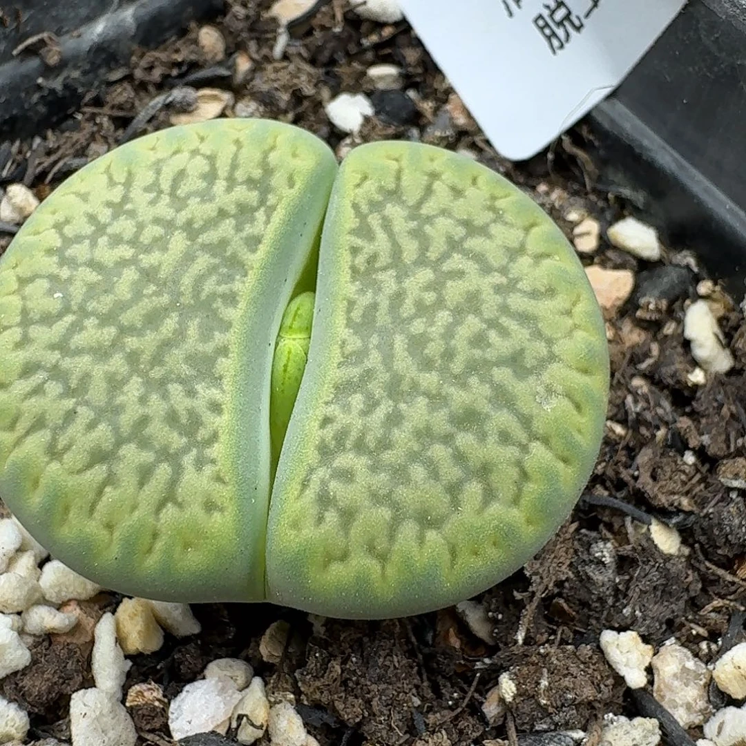 393多肉3.3厘米哈哈哈哈哈哈