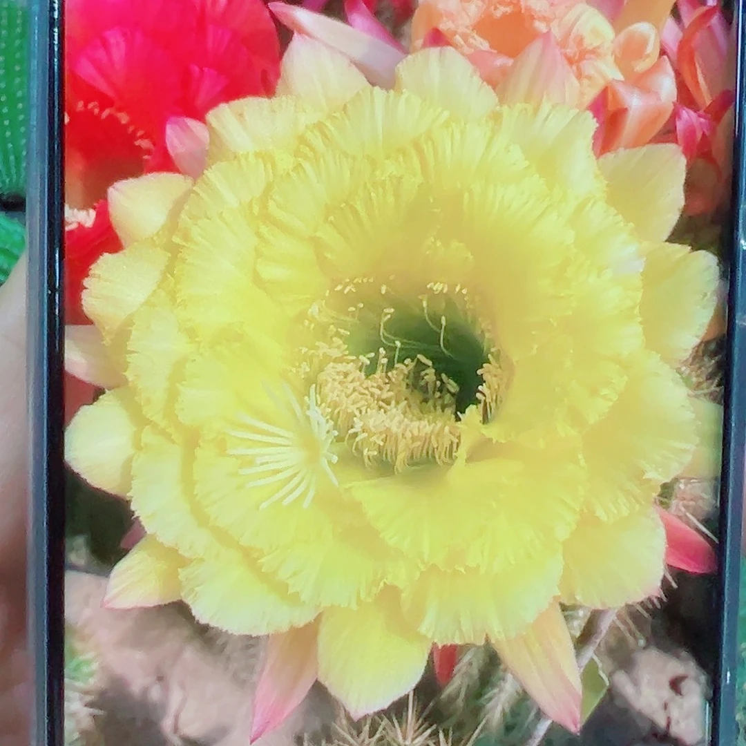 毛花柱清清公主侧芽 20 包邮