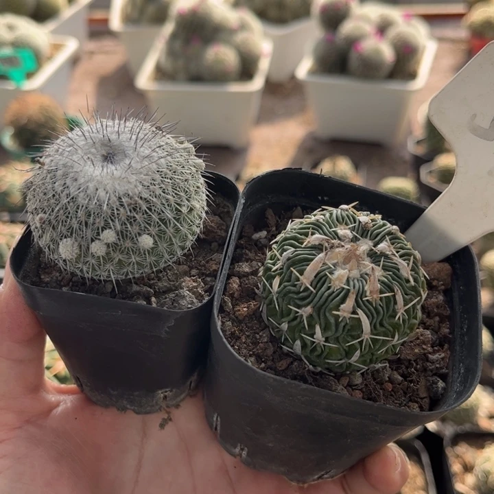 1150 575二个好养皮实