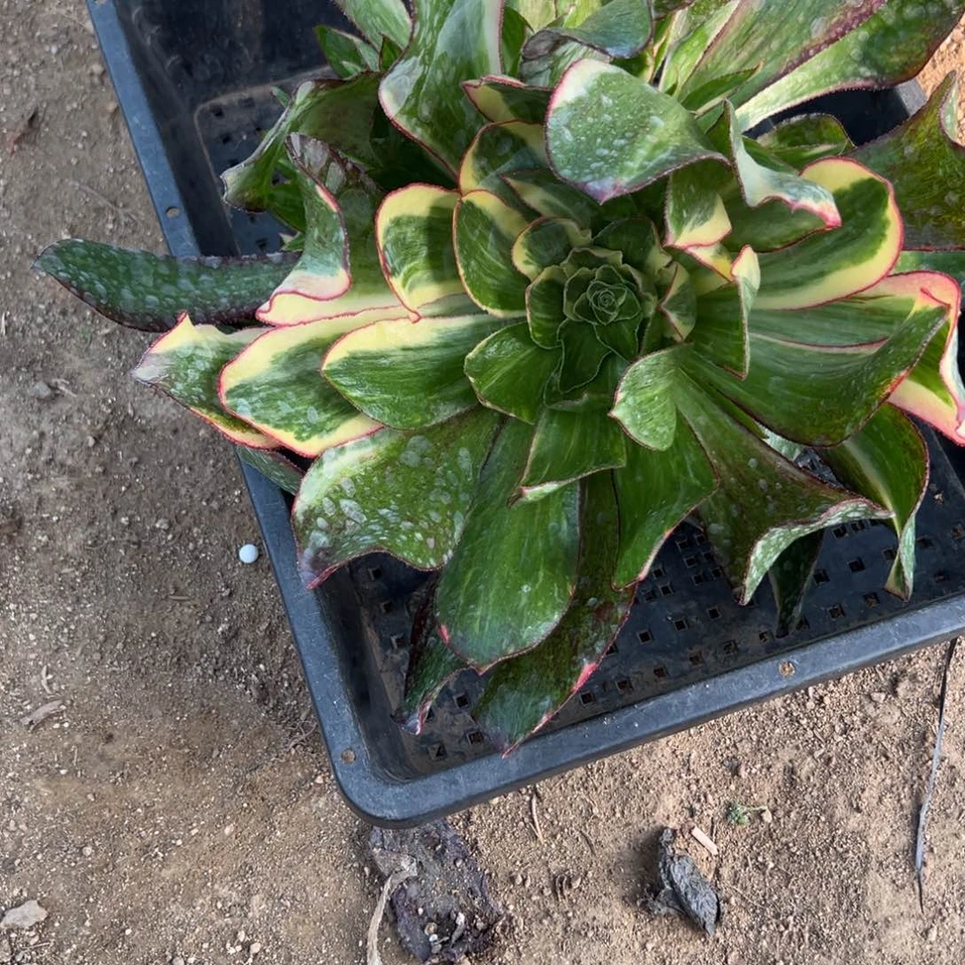 阿*88魅影七彩多肉哦多肉