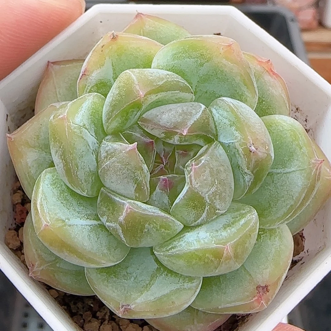 多肉0904-372珍妮