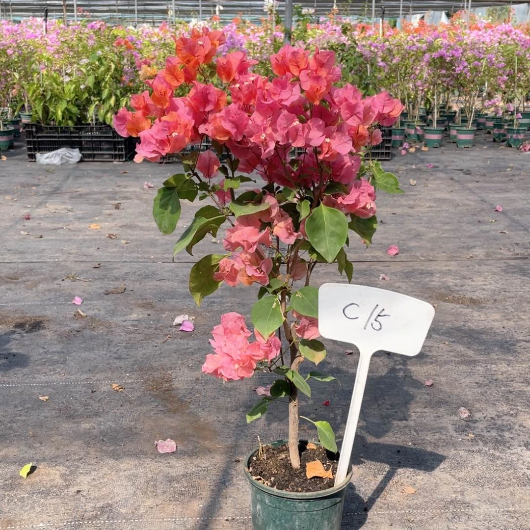 孔***雀大量花朵（建议范围：8朵-15朵 或40%以上）绿叶橙C15