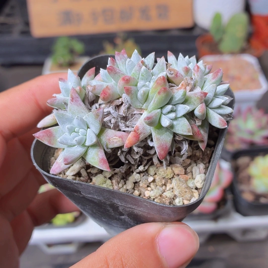 白菊多肉9.9包邮发货