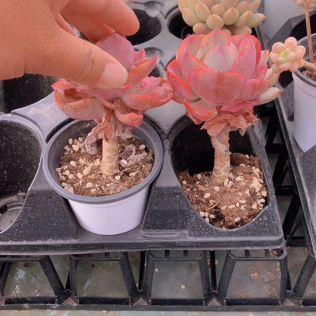 雨滴锦6464677774444