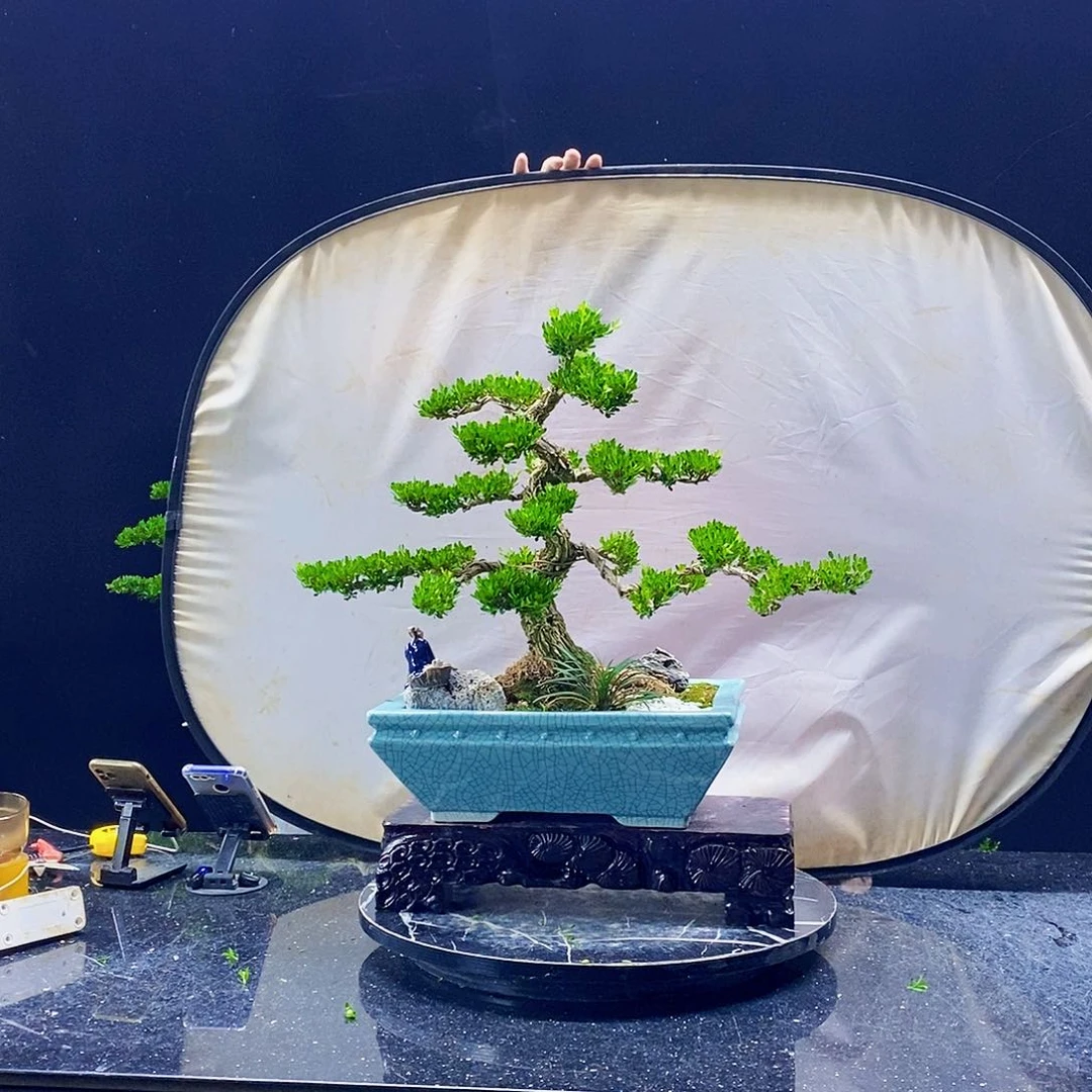 无花朵黄杨盆景造型