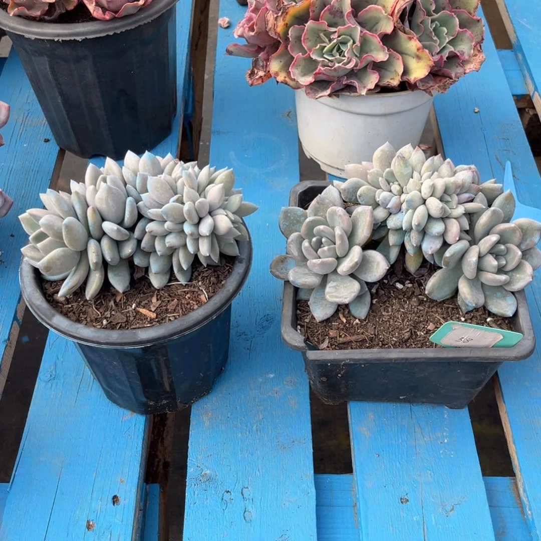 小雨多肉胖美人缀化