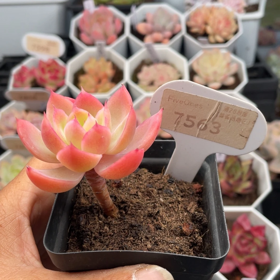 丝绸面纱7563-5.0厘米