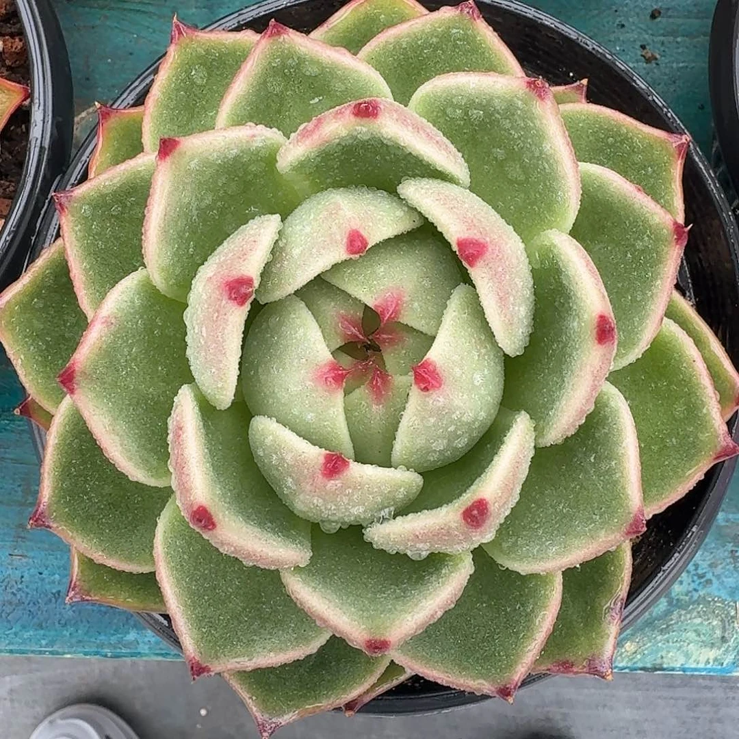 从前慢多肉编号蓝龙