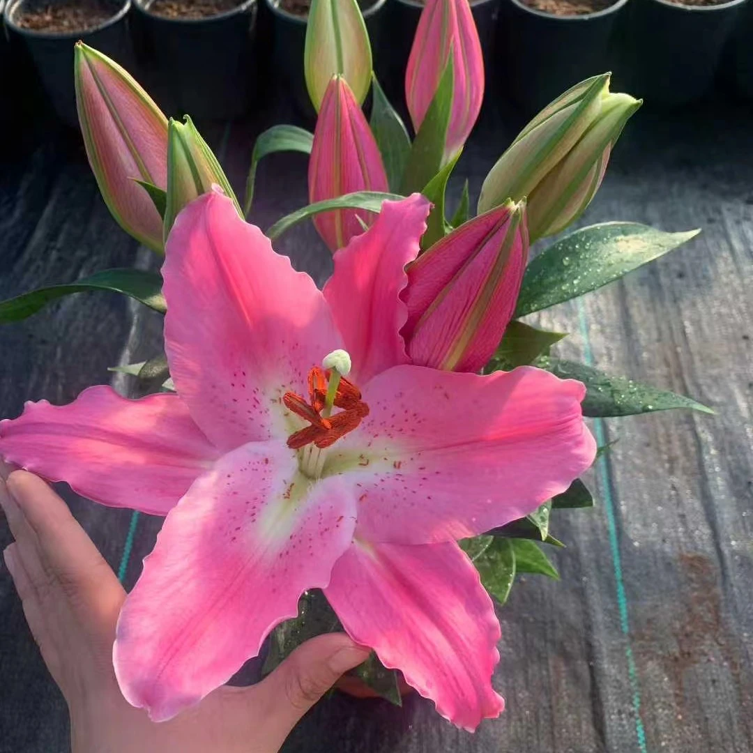 自带香味盆栽粉色百百合花