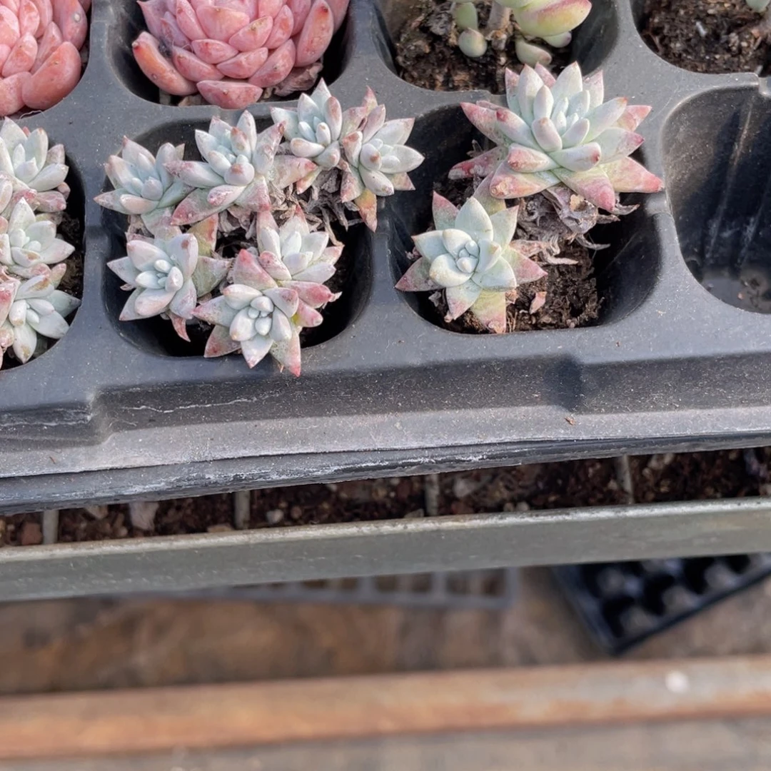 白菊多肉9.9包邮