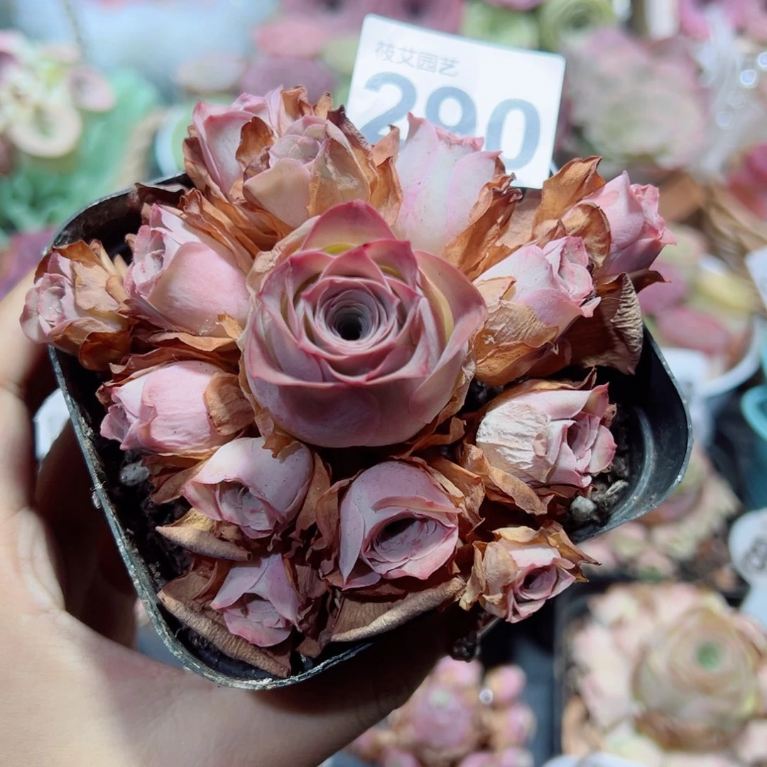290粉帕手捧花。