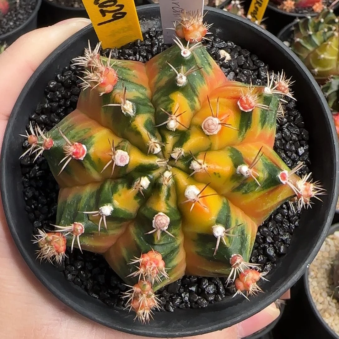 N18-1227泰国米哈丘吉尔