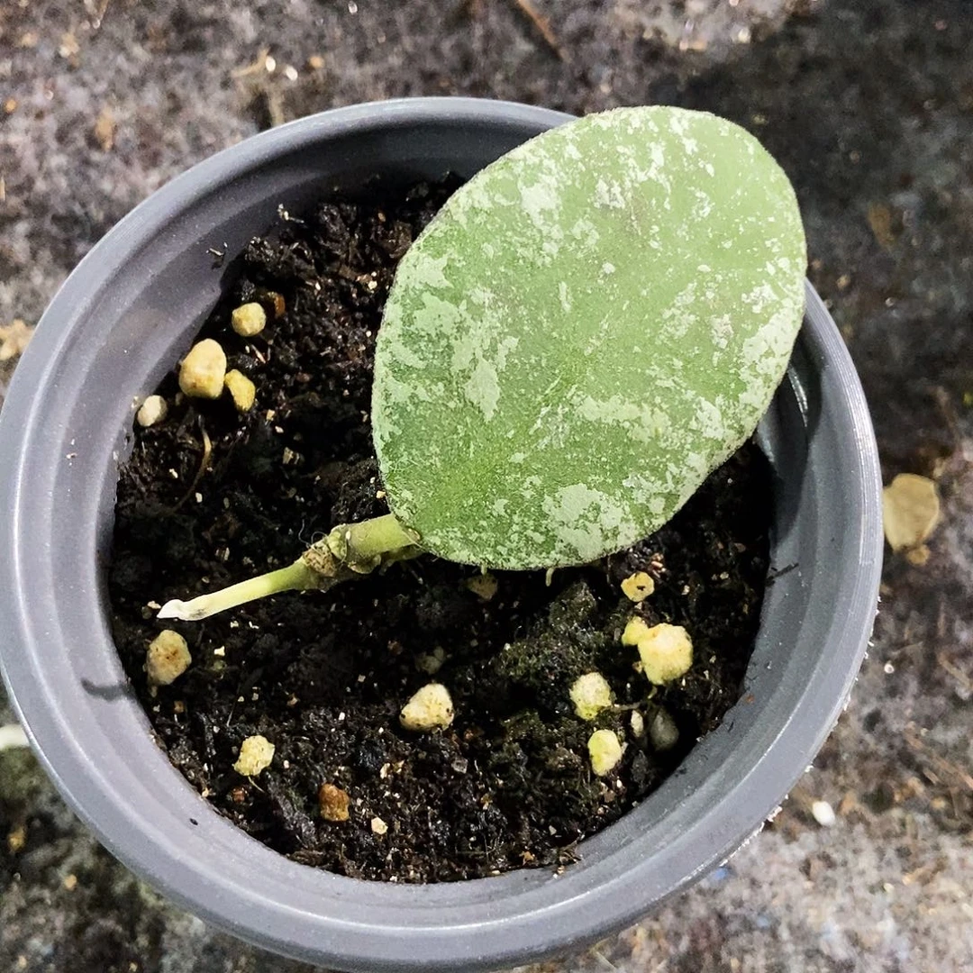 完全开放高斑圆叶威曼妮30