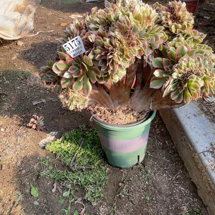 175号女神缀化多肉