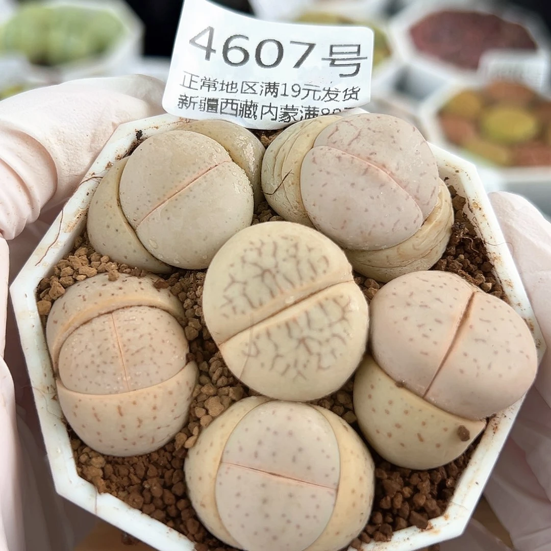 好养易活生石花大母本4607