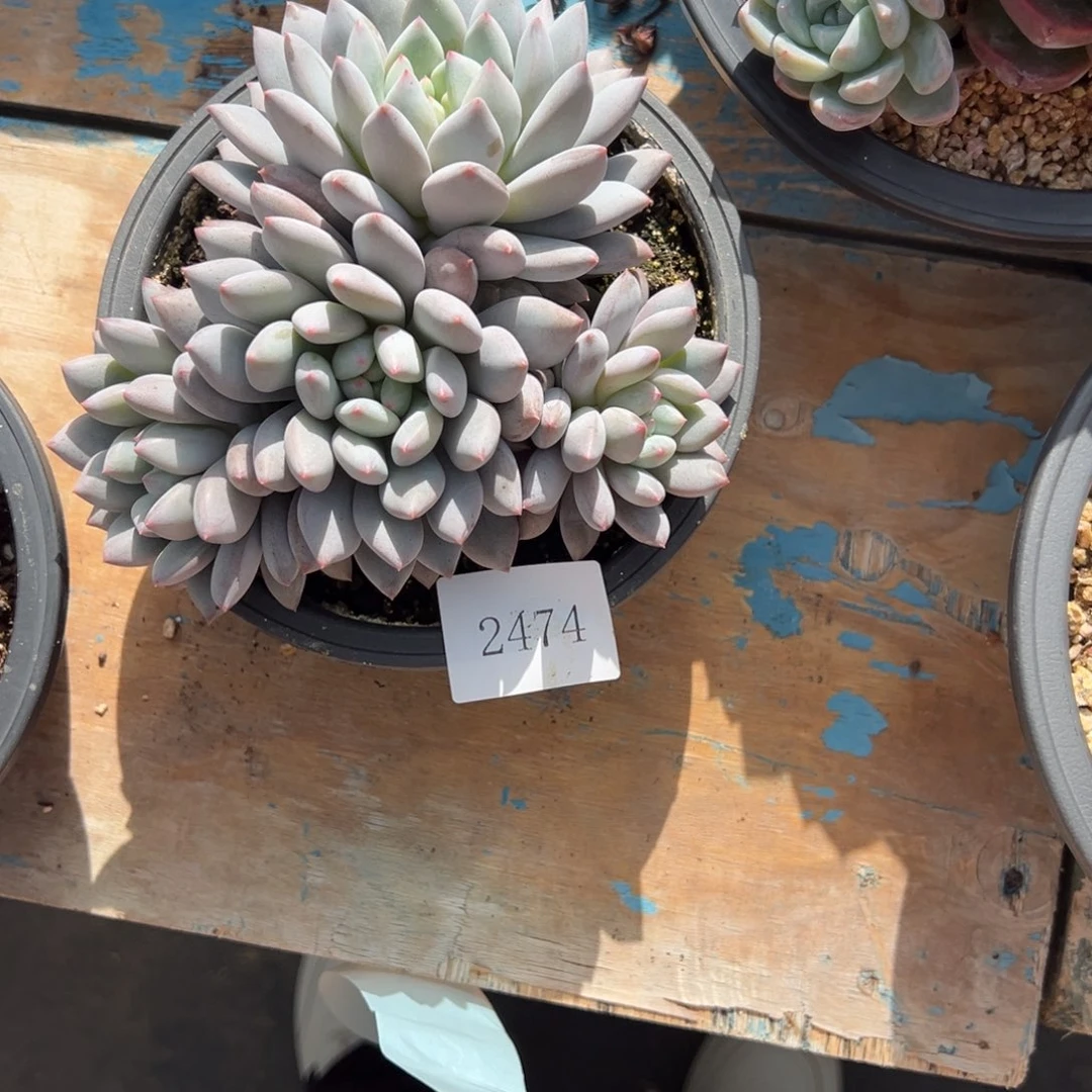 ?****●2474肉肉肉肉肉肉肉