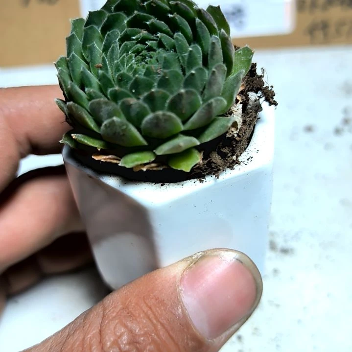 满6元包邮，草莓卷卷俩颗