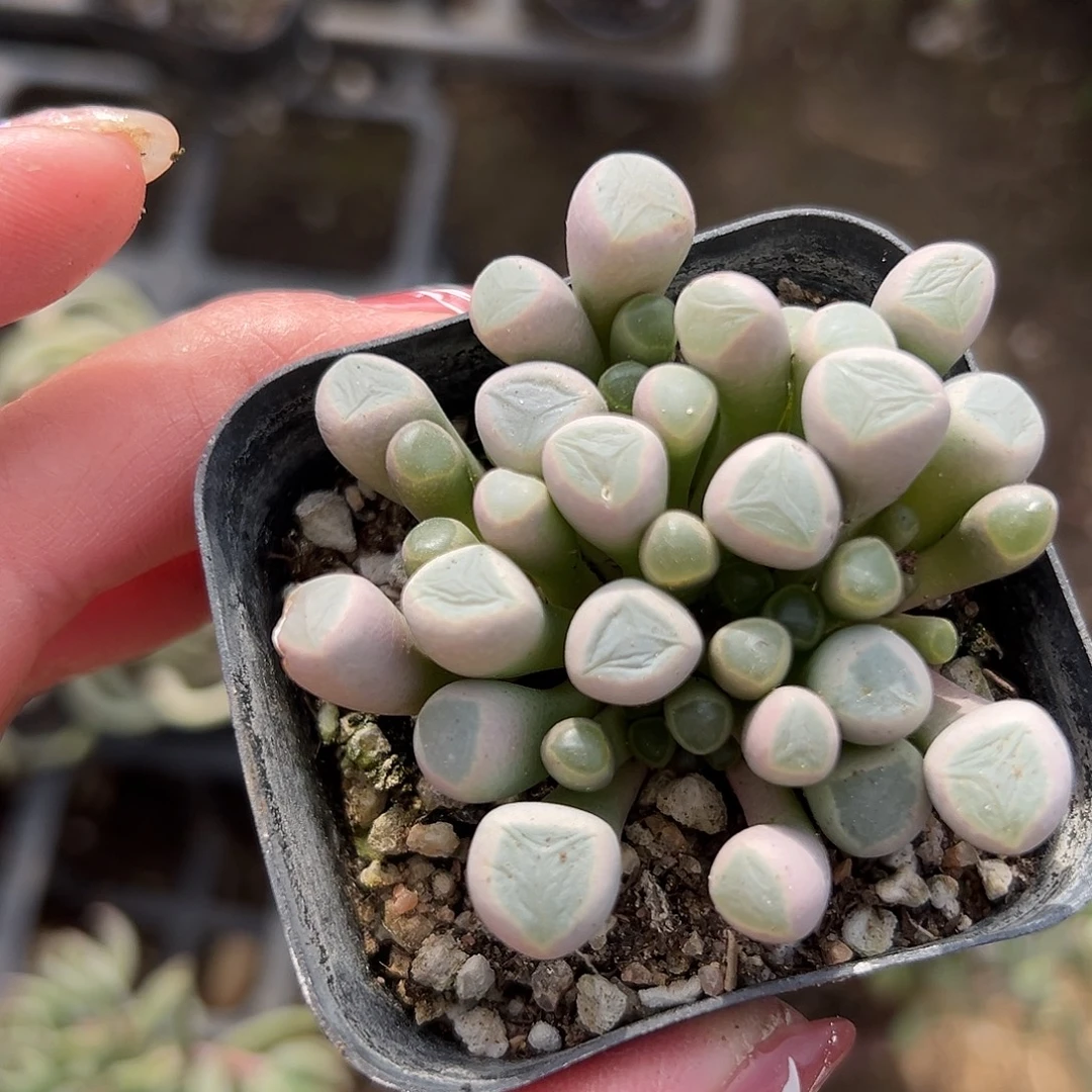 多肉植物多肉植物