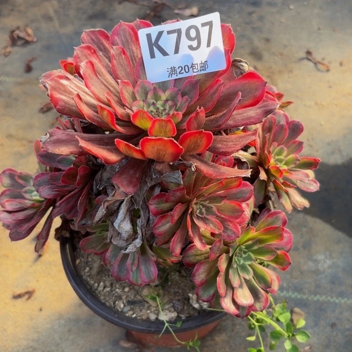 瑞妈多肉园艺，797.