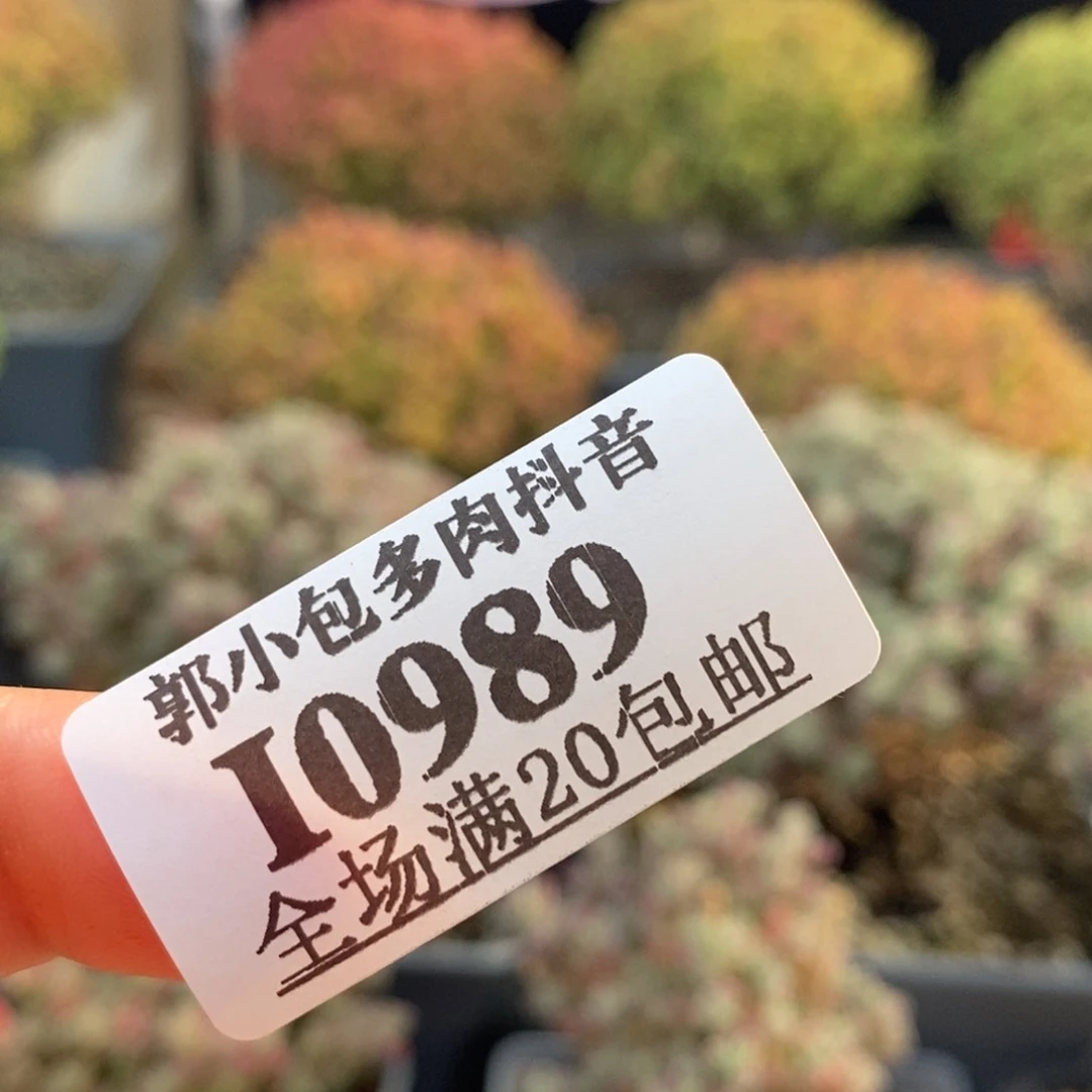 土两包0989枝干番杏