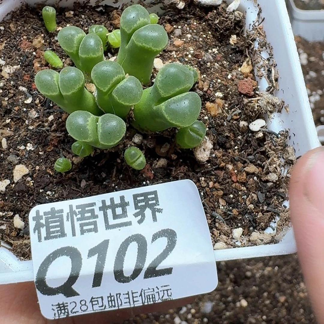 多肉植物的润泽付出vh