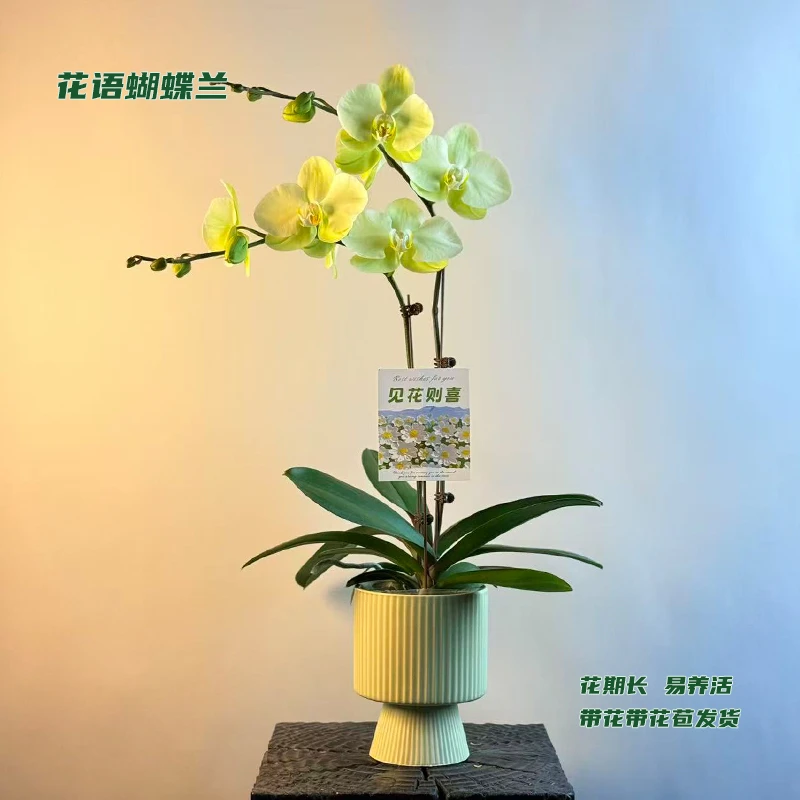 蝴蝶兰【真美斯】 带花带花苞发货 室内客厅阳台花卉 好养易活