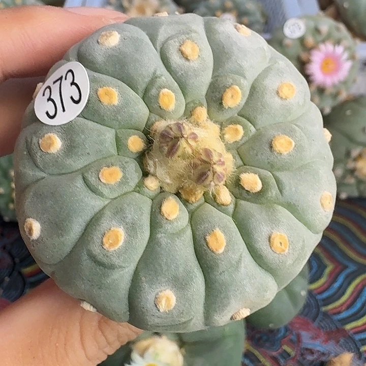 福利日系南瓜373园艺观赏是我